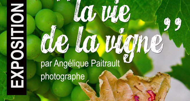 "La Vie de la Vigne" Angélique Paitrault photographe